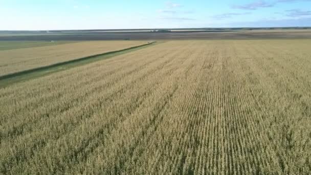 Rijpe maïs boerderij tegen verre landelijke weg onder Azure Sky — Stockvideo