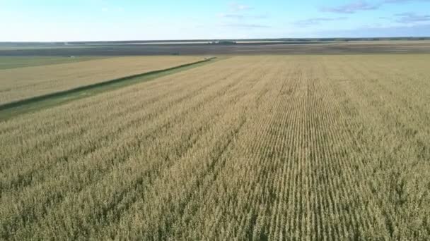 Ferme de maïs mûr contre route rurale lointaine sous le ciel azur — Video