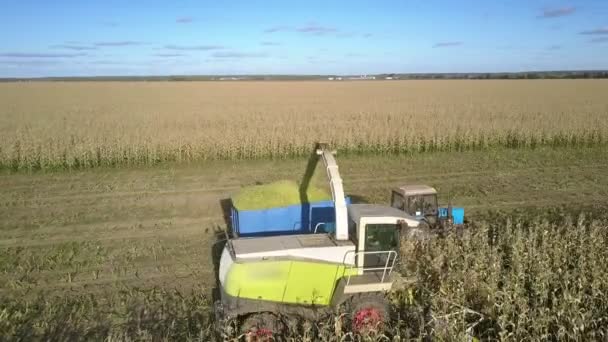 Harvester verplettert maïsstengels lossen in aanhangwagen — Stockvideo