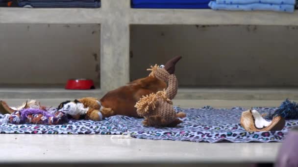 Adorável filhote de cachorro de gengibre minúsculo fica perto de avestruz de brinquedo de malha engraçada — Vídeo de Stock