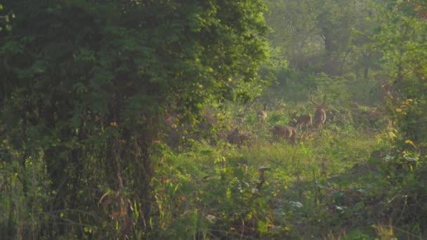 Олени стадо ходит по зеленой траве в лесу замедленной движения — стоковое видео