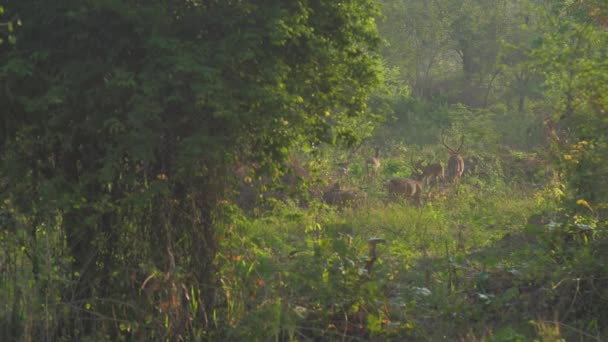 Cervi gregge passeggiate lungo erba verde nella foresta slow motion — Video Stock