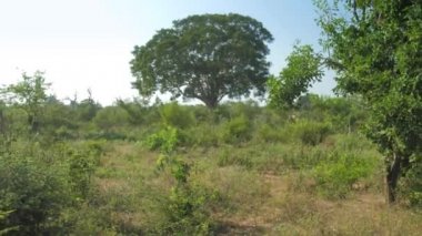 mavi yaz gökyüzünün altında yeşil ağaçlar yavaş
