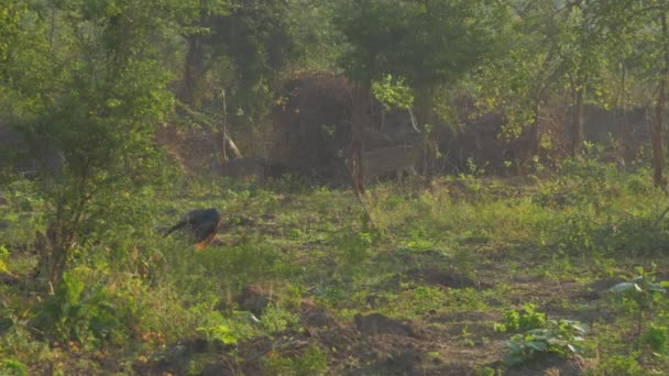 Große Vogelsilhouette auf grünem Gras gegen langsames Rotwild — Stockvideo