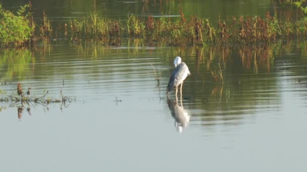 Silberreiher steht in flachem See, der sich im Wasser spiegelt — Stockvideo