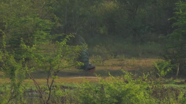 Grote pauw voert rituele dans voor vrouwelijke op weide — Stockvideo