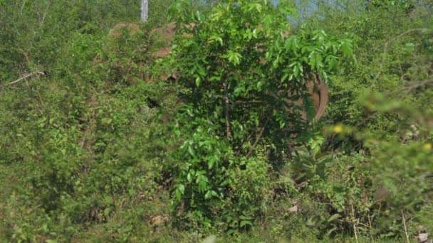 Enorme olifant staat bij hoog groen gras en schudt staart — Stockvideo