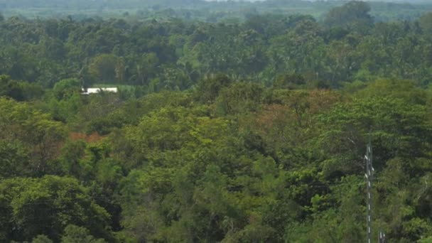 Gęsta tropikalna dżungla na wzgórzach i liniach wysokiego napięcia — Wideo stockowe