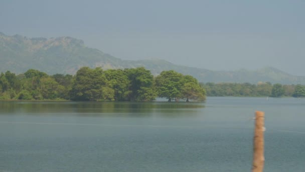 Wonderful small and large green trees grow in lake water — Stock Video