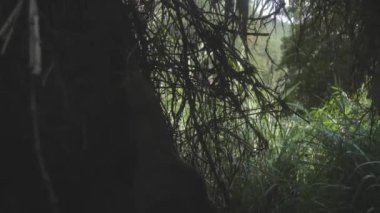 Büyük ağaç gövdesi koyu gölgeli yeşil çimlerle çevrili.