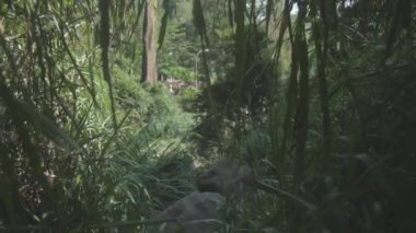 Büyük ağaç gövdesi koyu gölgeli yeşil çimlerle çevrili.