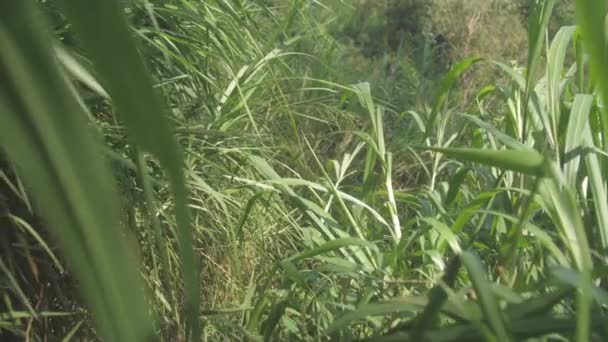Зеленая трава освещенная летним солнцем против живописного ландшафта — стоковое видео