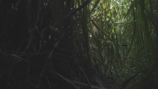 Large tree trunk surrounded by green grass in dark shadow — Stock Video