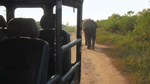 Elefante caminha na sombra do carro e treme grandes orelhas — Vídeo de Stock