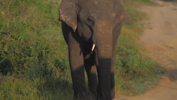 Elefant står på brun mark väg vid grönt gräs — Stockvideo