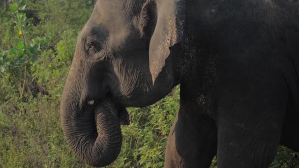 Énorme éléphant se tient tenant grand tronc sous la tête — Video