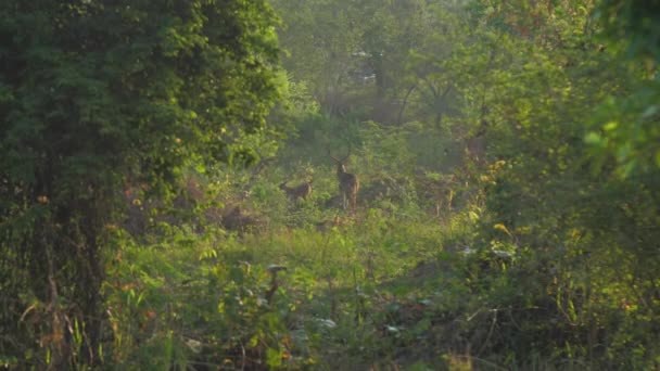 Ciervos manada camina a lo largo de hierba verde en el bosque en el día de verano — Vídeo de stock