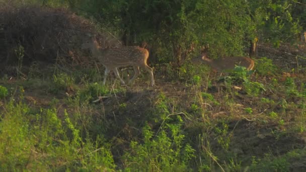 美しい鹿は森の緑と茶色の草の上を歩き — ストック動画