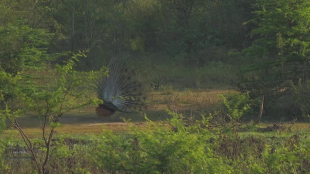 Grote pauw voert rituele dans voor vrouwelijke op weide — Stockvideo