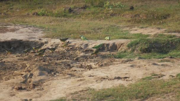 Серые и желтые птицы сидят на коричневой земле на зеленой траве — стоковое видео