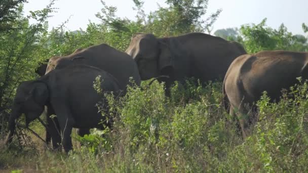 Mały słoń przychodzi do starych zwierząt i ziewa na zielonej trawie — Wideo stockowe