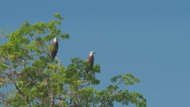 Águilas elegantes se sientan en la parte superior del árbol verde y mirar a su alrededor — Vídeos de Stock