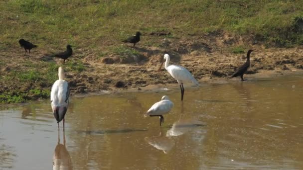 Wonderful marabou storks walk on sandy bank in summer — Stock Video