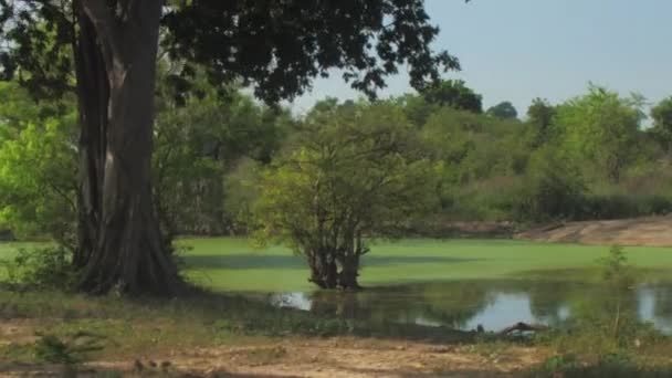 Árvores verdes pequenas e grandes maravilhosas crescem na água do lago — Vídeo de Stock