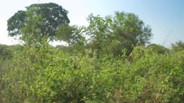 mavi yaz gökyüzünün altında yeşil ağaçlar yavaş