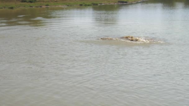 Голодний крокодил ловить птаха на поверхні озера — стокове відео