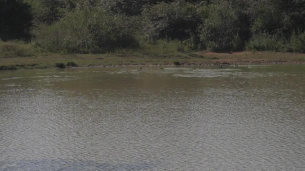 Belo rebanho de pássaros negros voa sobre calmo lago azul — Vídeo de Stock