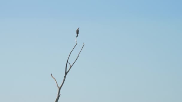 Beautiful eagle silhouette sits on brown tree brunch top — Stock Video