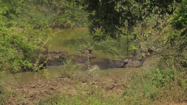 Большие буйволы с рогами стоят в воде в летний день — стоковое видео