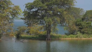 Kuş sürüleri pirinç tarlalarında su dolu yiyecek arıyorlar.