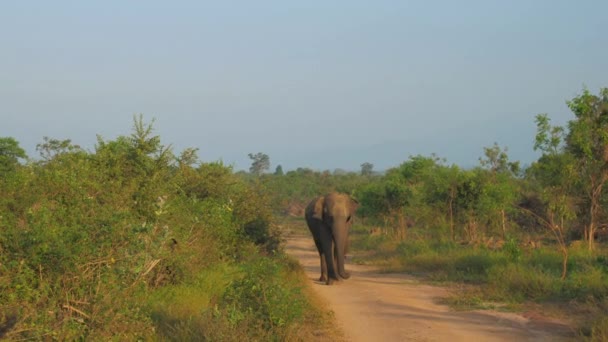 Elefante cammina lungo la strada di terra e scuote grandi orecchie — Video Stock