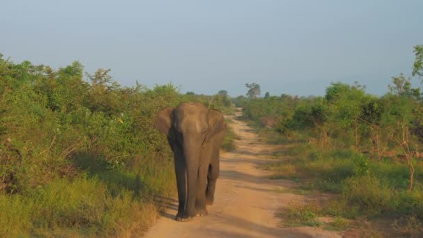 Elefante camina a lo largo del camino de tierra y sacude las orejas grandes — Vídeos de Stock