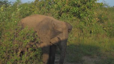 Küçük fil yazın yeşil çimlerde araba gölgesinde yürür.