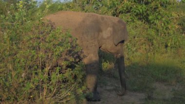 Küçük fil yazın yeşil çimlerde araba gölgesinde yürür.