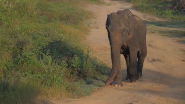 Fil ulusal parktaki kahverengi zemin yolunda yürüyor