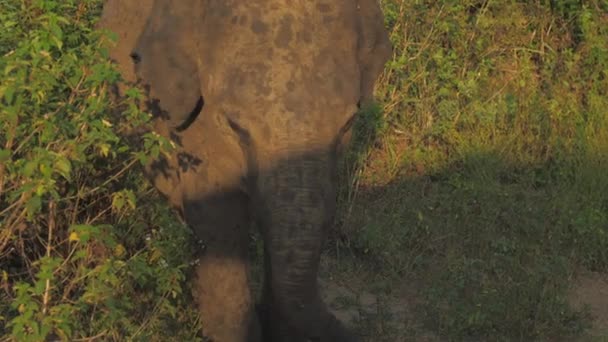 Petit éléphant marche dans l'ombre de la voiture à l'herbe verte en été — Video