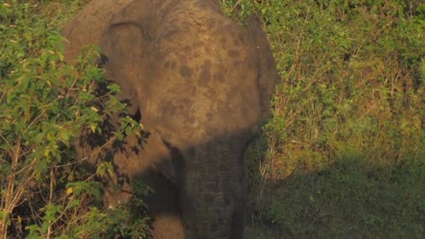 Pequeno elefante caminha na sombra do carro na grama verde no verão — Vídeo de Stock