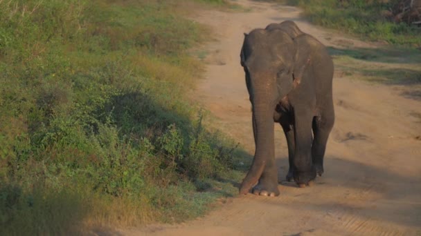 Passeggiate elefante su strada sterrata marrone nel parco nazionale — Video Stock