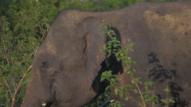 Olifant loopt langs hoog groen gras en schudt oren — Stockvideo