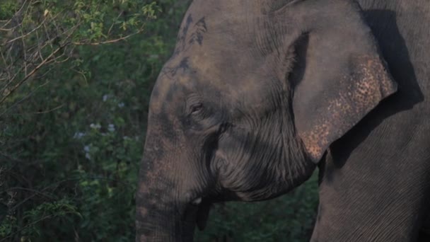 Elefante camina a lo largo de hierba verde alta y sacude las orejas — Vídeos de Stock