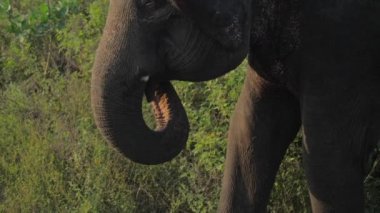 Dev filler yeşil çimenleri ve parktaki büyük sandıkları yerler.