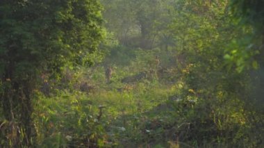 Geyik sürüsü ormanda büyük ağaçlarla ot yer.