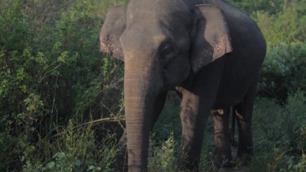 Mooie olifant staat in groen gras met dierenschaduw — Stockvideo
