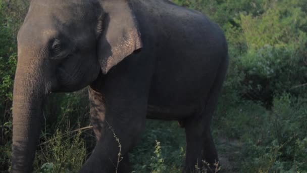 Hermoso elefante se encuentra en la hierba verde con sombra animal — Vídeo de stock