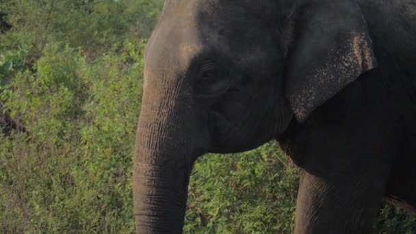 Schöner Elefant steht im grünen Gras mit tierischem Schatten — Stockvideo