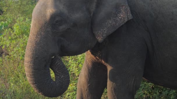 Ogromny słoń stoi trzymając duży pień pod głową — Wideo stockowe